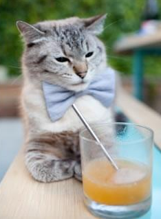 NBA全明星投票开启，球迷热情高涨，nba全明星投票规则说明