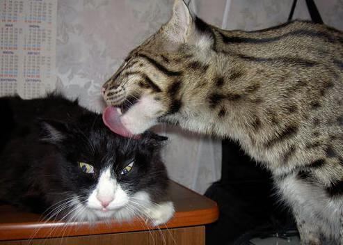 激烈对抗：最后一刻王强三分绝杀，北京险胜上海！，北京王强个人简历资料