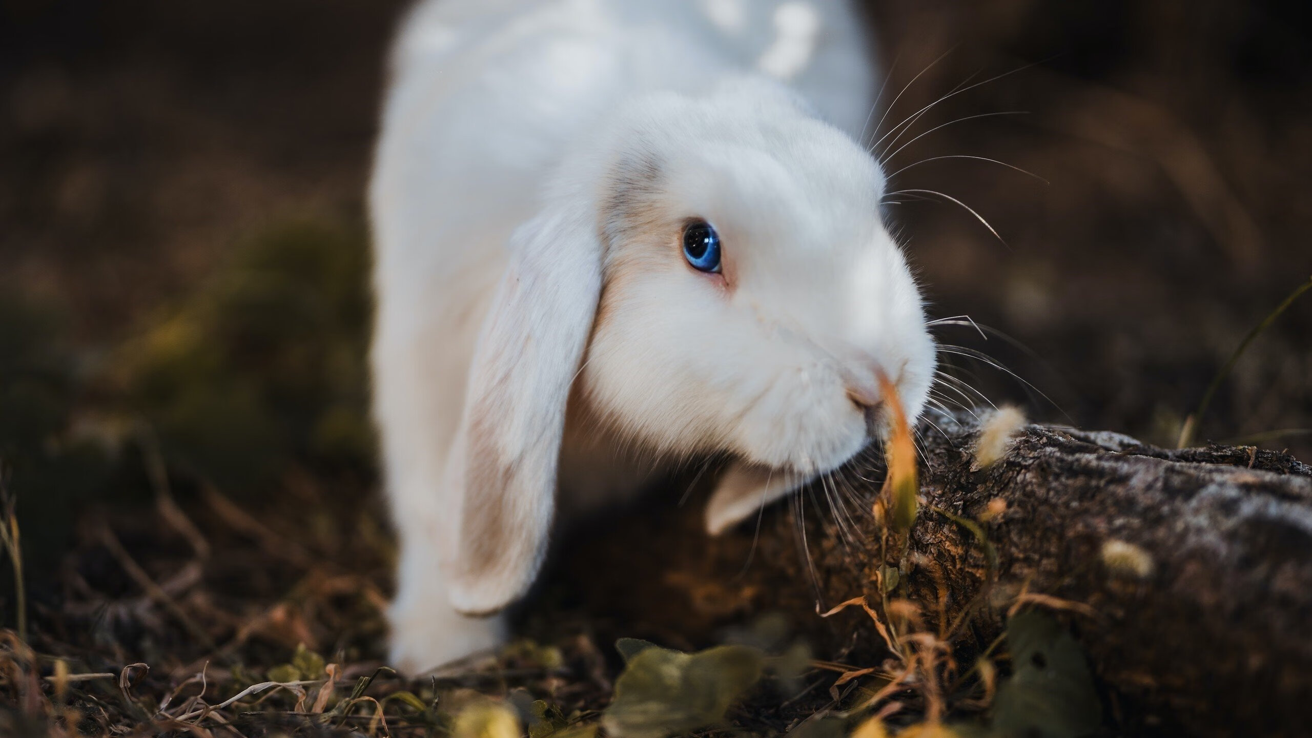 电竞与文化产业的创新发展：价值传承，文化输出，电竞文化与传统文化