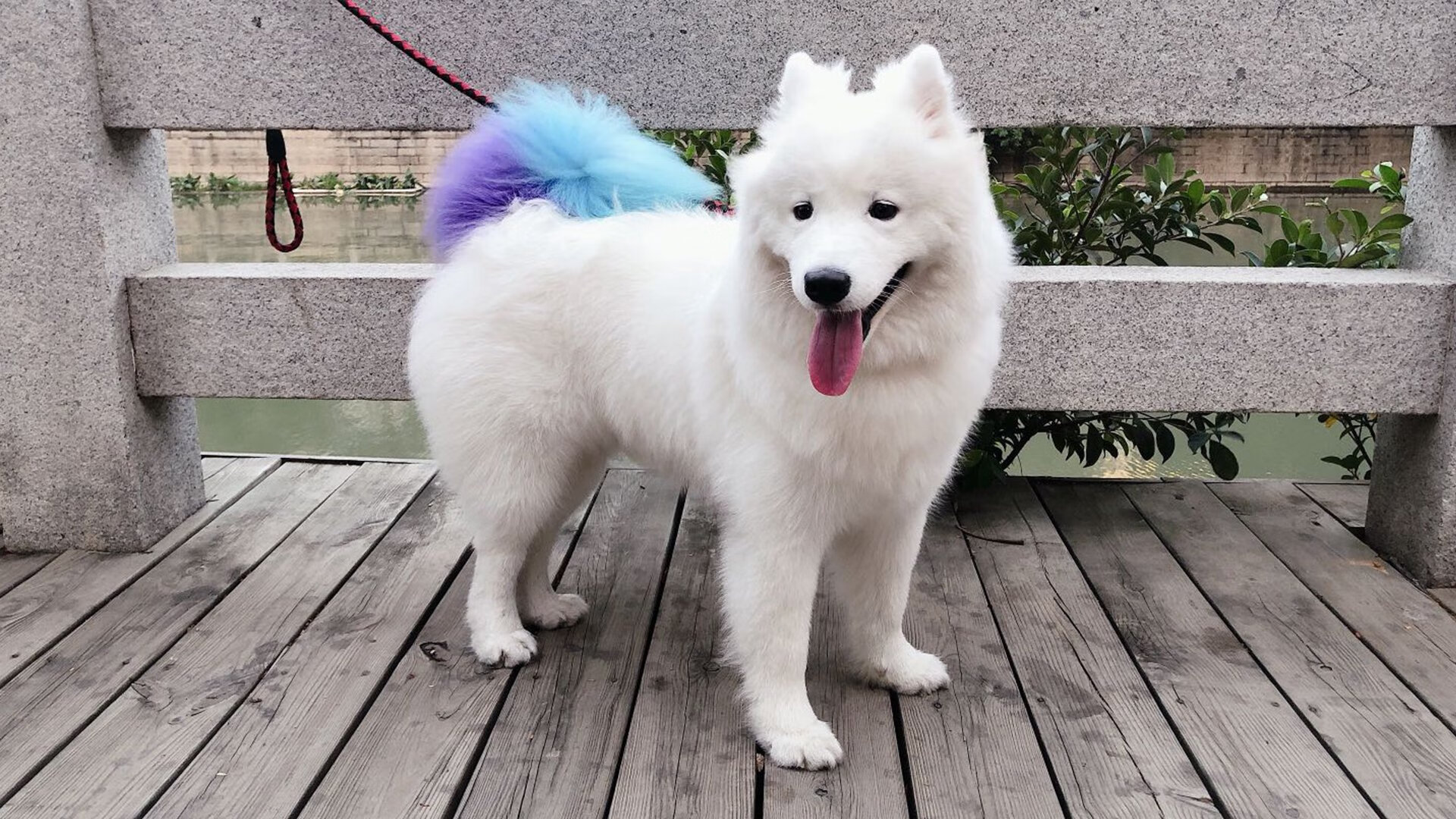 荷兰骑手 Marlies van Baalen 在巴黎奥运会盛装舞步比赛中获得第十名，展现坚韧精神。