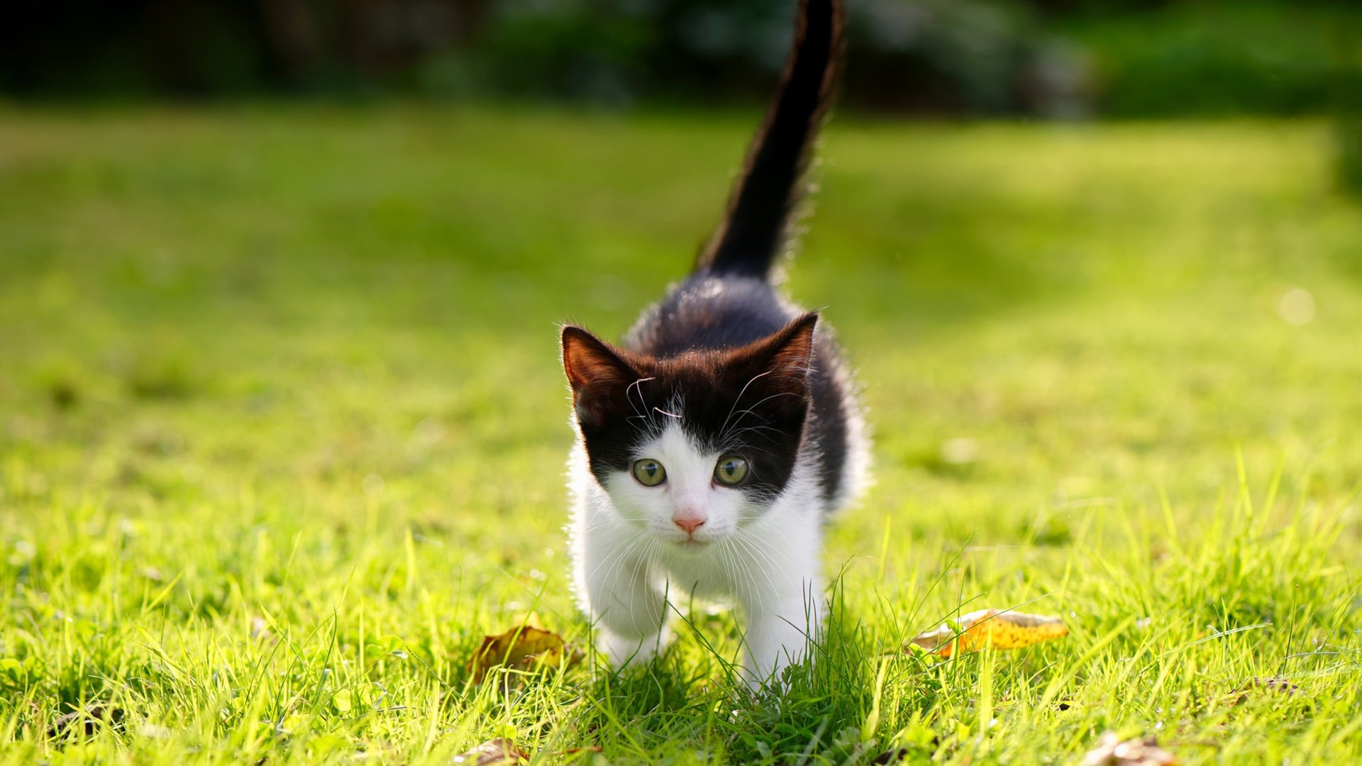 超级策略曝光：轮胎更换的决胜关键，轮胎更换操作流程