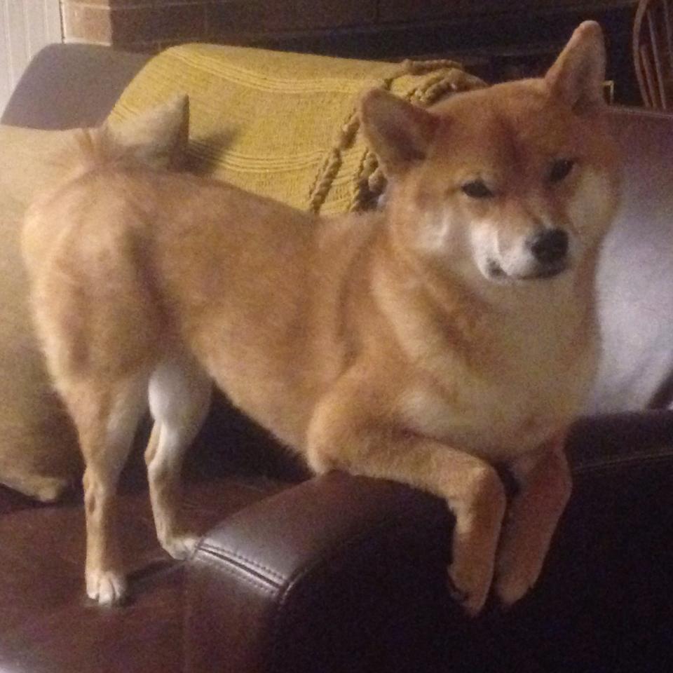 逆风翻盘：欧冠赛场上的“奇迹瞬间”集锦，欧冠史诗级逆转