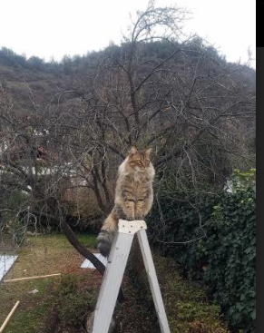 NBA球队加速进军电竞行业，电竞网络nba锦标赛