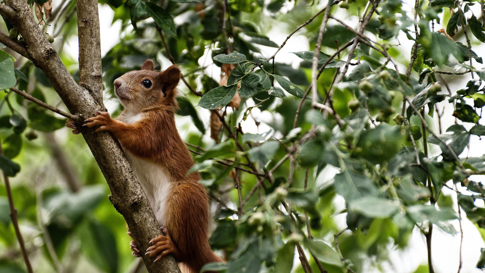 NBA球队加速进军电竞行业，电竞网络nba锦标赛