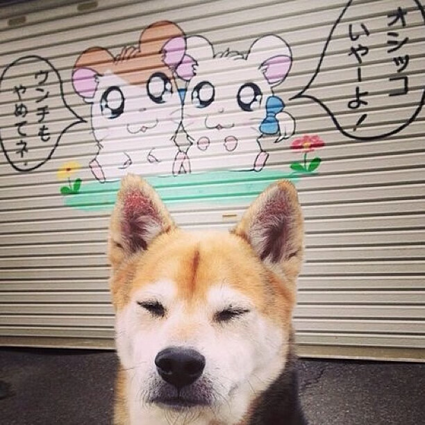 伊朗骑手阿里·巴赫蒂亚里在巴黎奥运会后宣布退役，结束辉煌的职业生涯。