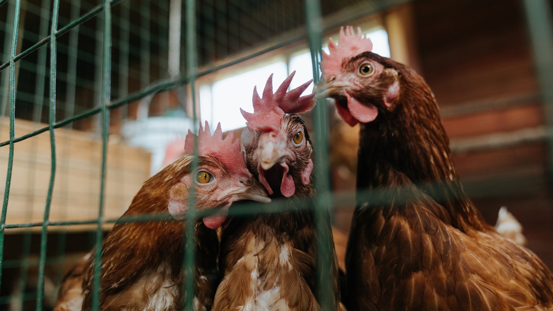 土耳其主场大胜威尔士，卫冕欧锦赛出线希望，欧冠土耳其威尔士