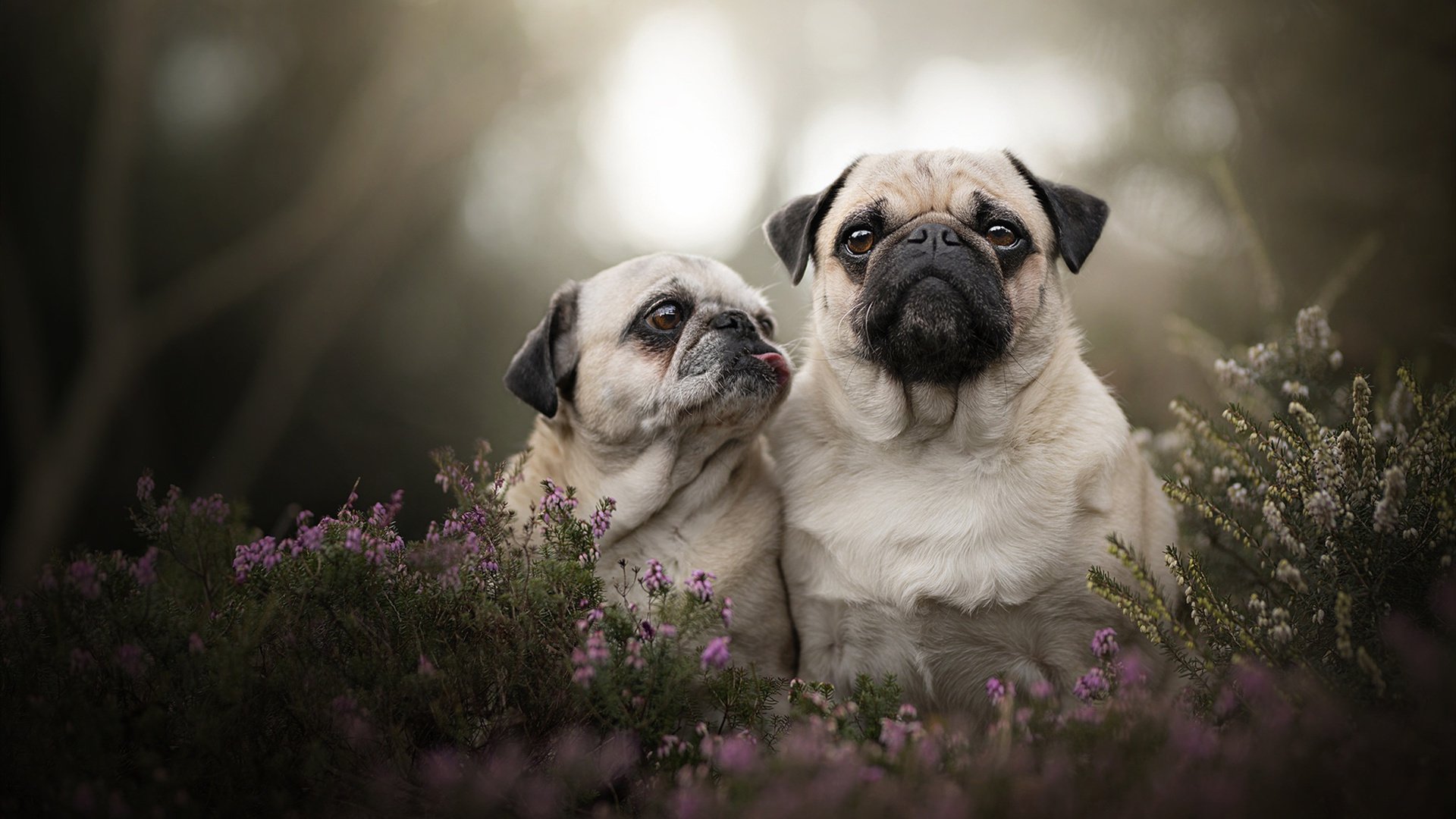 掘金主场胜快船，约基奇三双刷新赛季纪录，约基奇47分掘金胜爵士