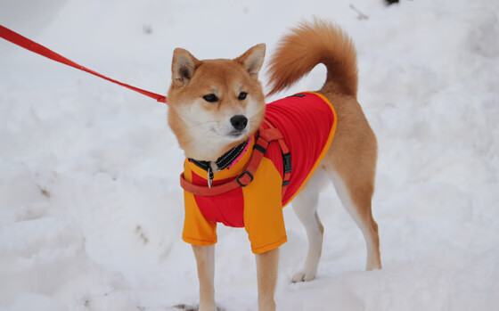 比利亚雷亚尔主场取得胜利，积分榜上升，比利亚雷亚尔比分