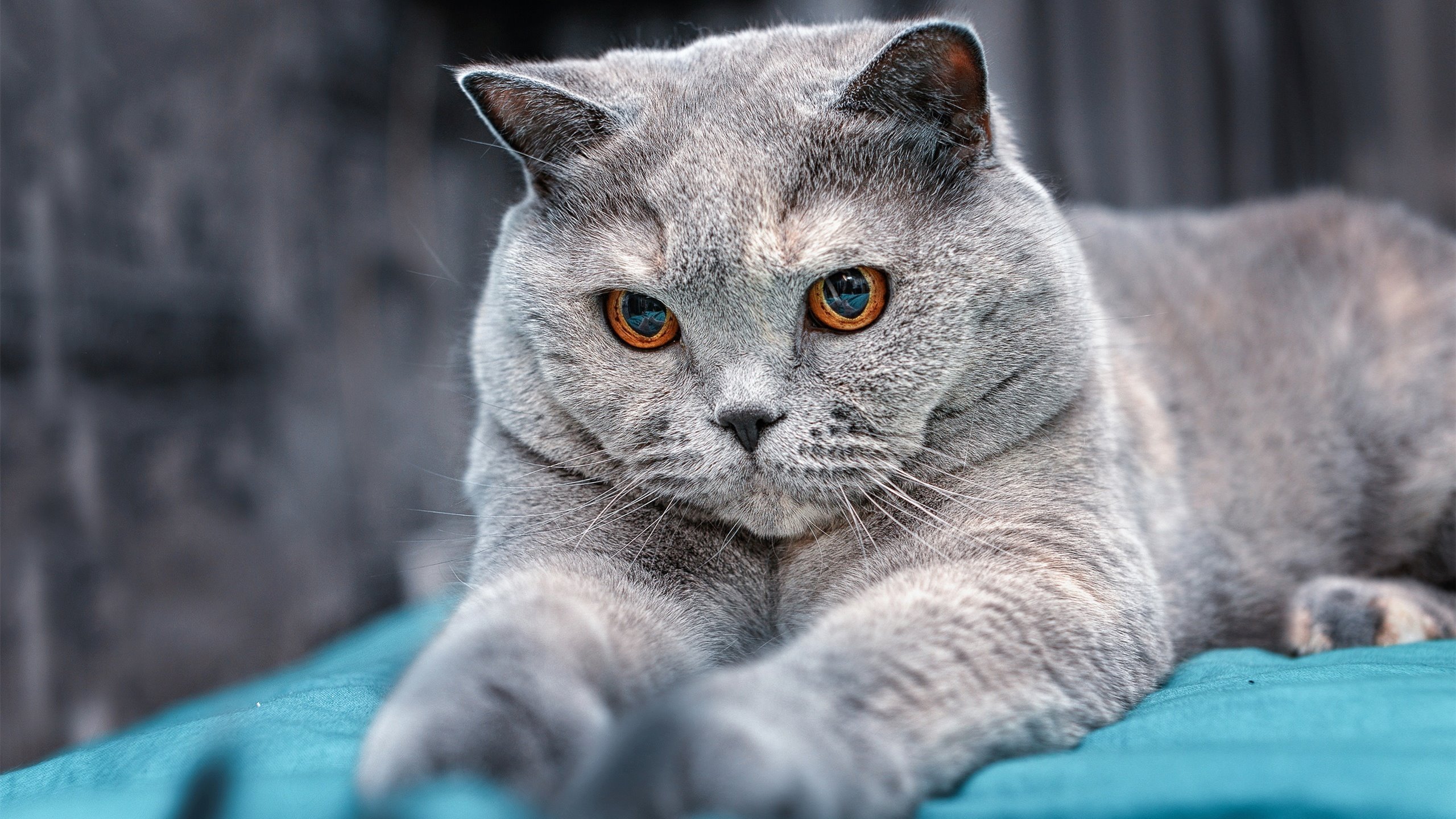 NBA球员赛季体能恢复策略与科学管理,nba球员体测数据公布最新