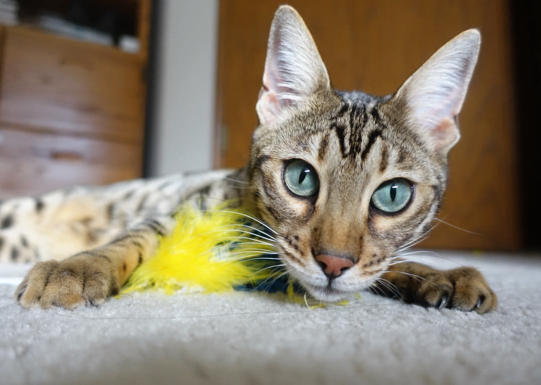 智能体测设备应用与数据互通方案，体测智能化