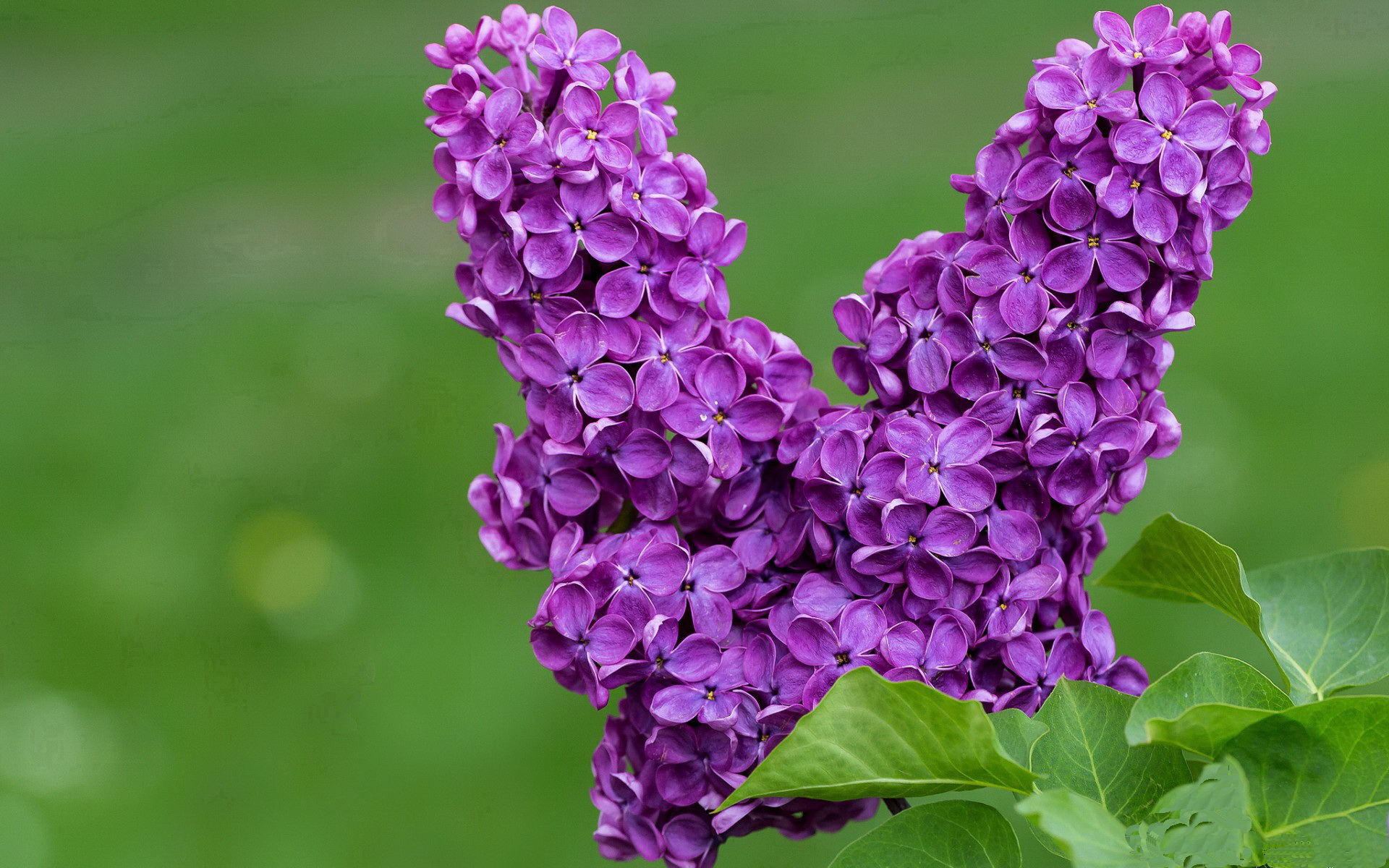 英超球队基于运动表现数据调整赛中体能分配策略，英超球队规则