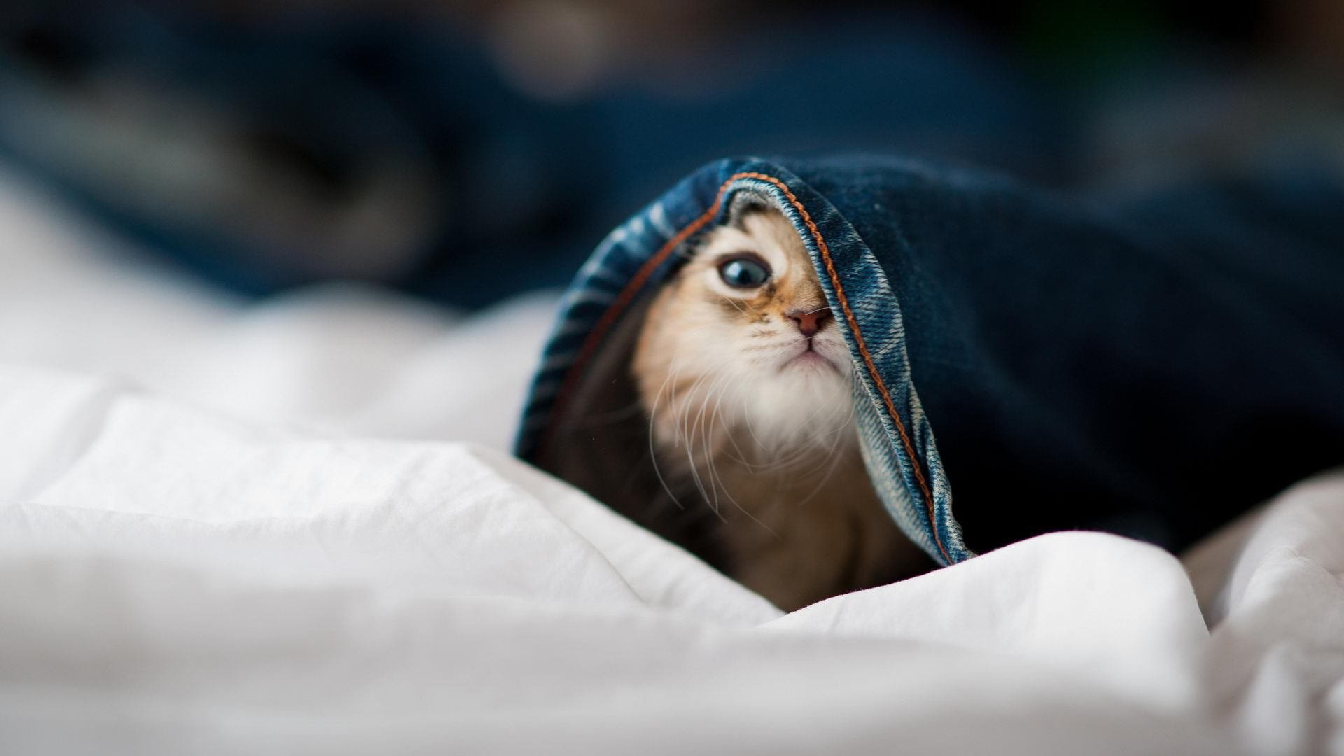 CBA球队主客场氛围差距是否影响成绩，cba主客场制度