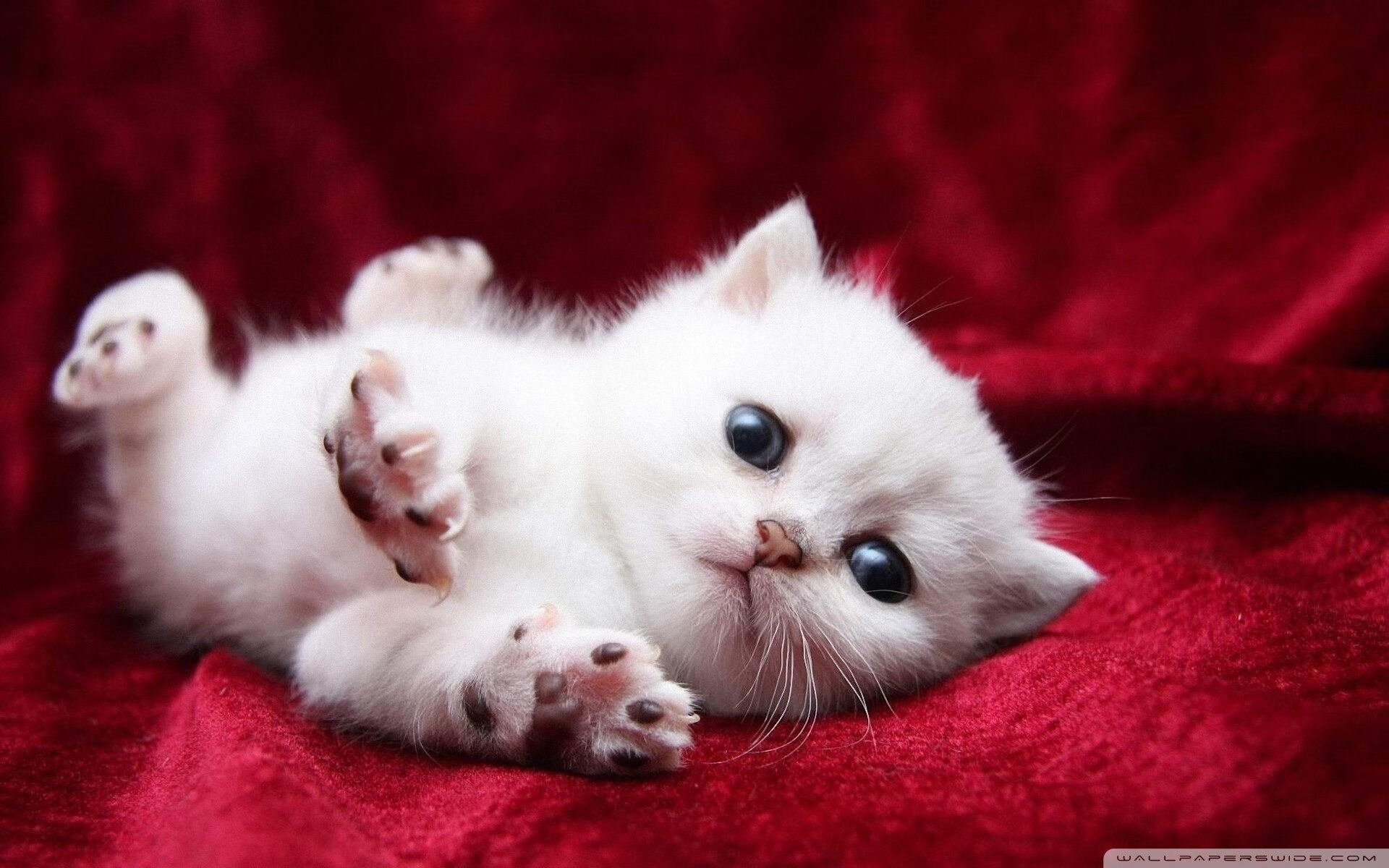 中国女篮着力打造坚固防线，中国女篮战术