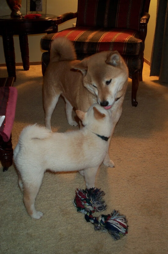 佛罗伦萨传控打法构建多样进攻路径，佛罗伦萨传奇球星