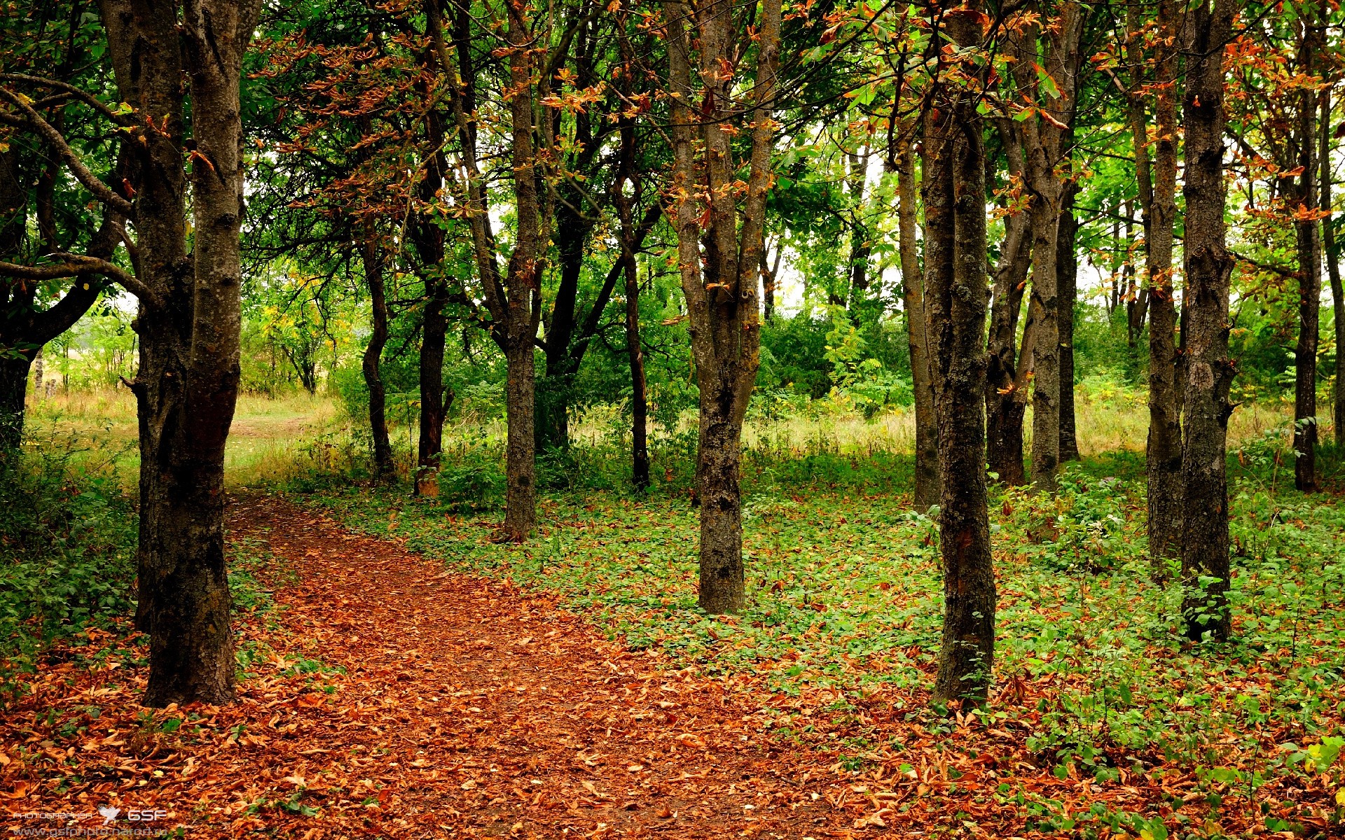 澳大利亚乒乓球未来的目标：在全球比赛中稳步前行，澳大利亚乒乓球选手