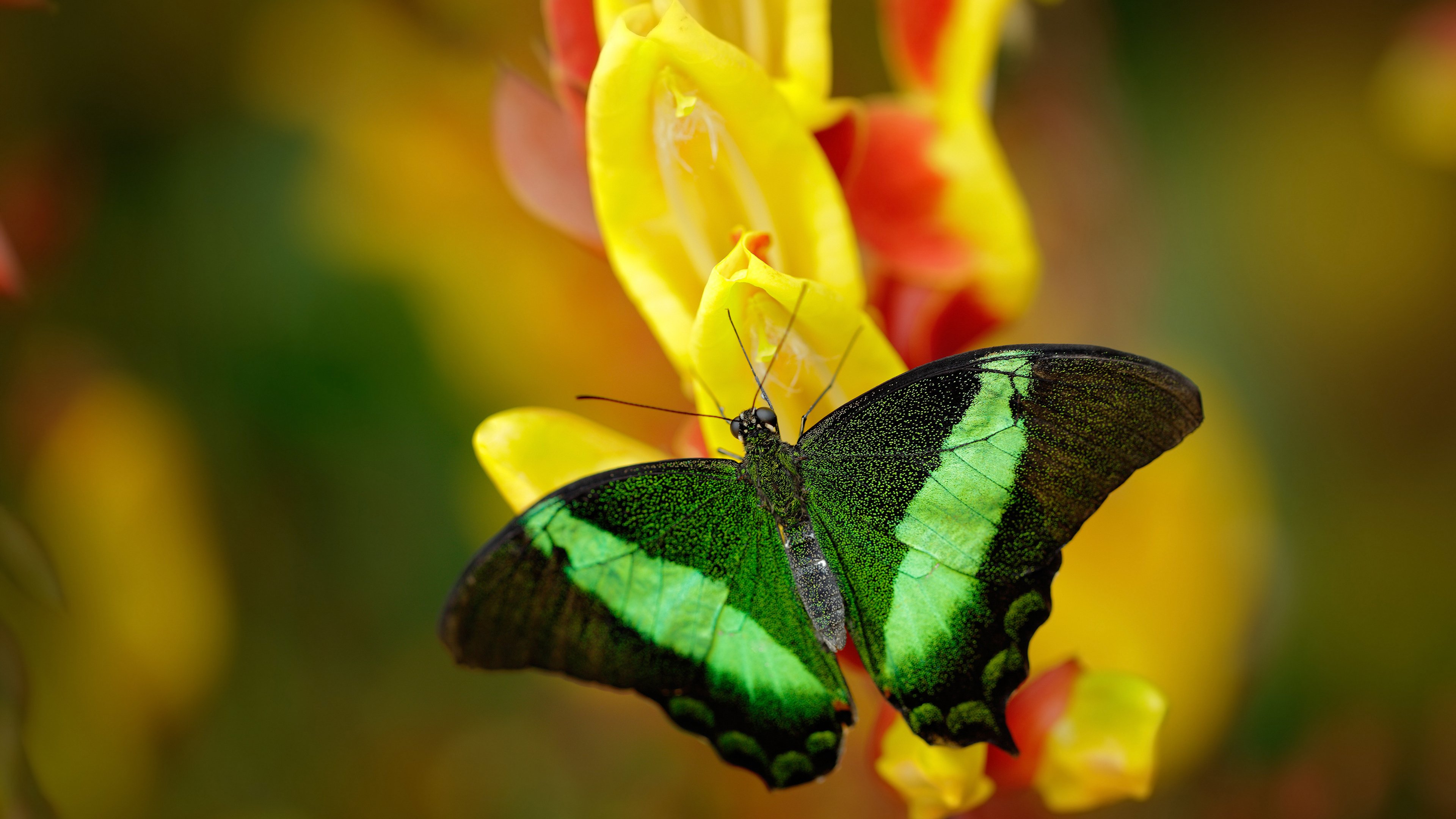 地方篮球发展基金加大支持促进青训和基层篮球发展，关于建立青少年篮球训练基地