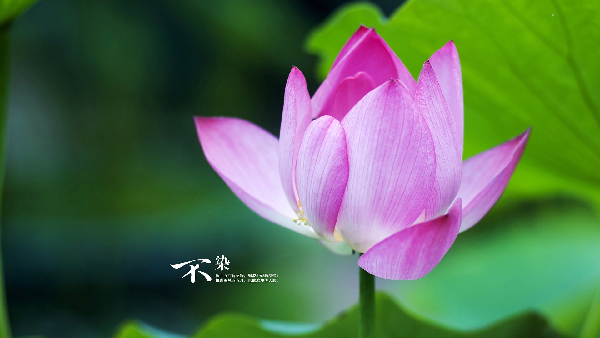 库里客串解说展现不一样的篮球智慧，库里篮球比赛解说