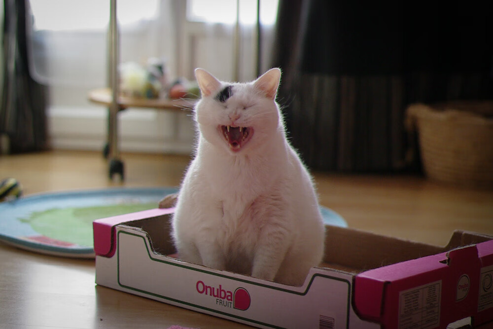 达里尔·基：他通过精确的防守让全黑队的后防线屹立不倒，达里尔是什么职业