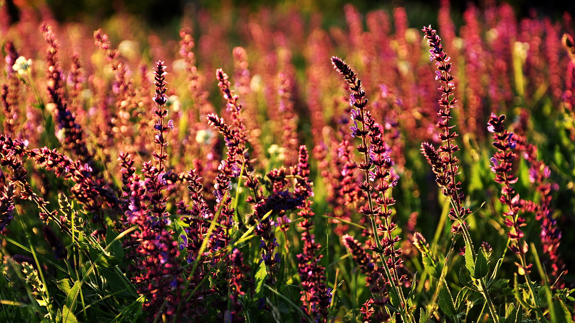 麦克沃伊：经验让我更冷静冲刺，麦克沃伊学霸